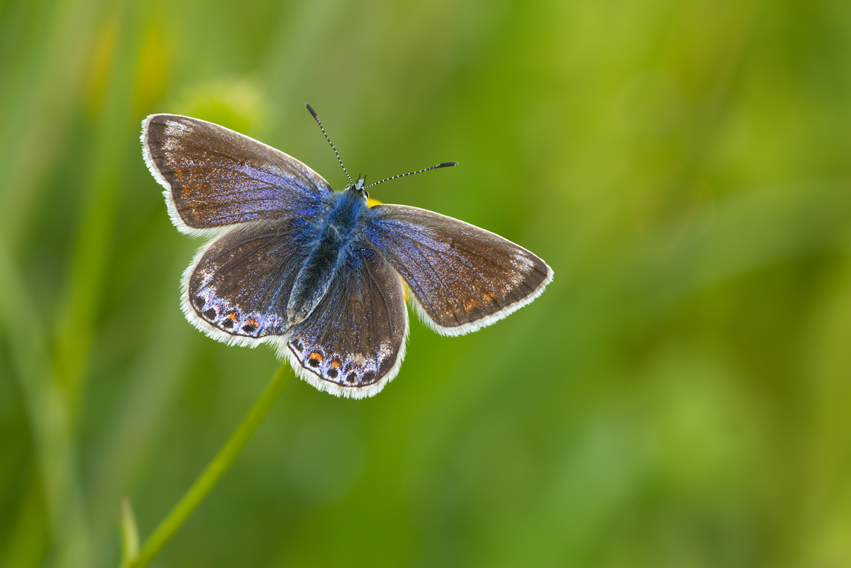 Common Blue female 5